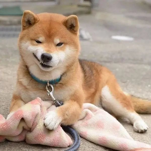 Meme chó nhếch mép khinh bỉ hài hước