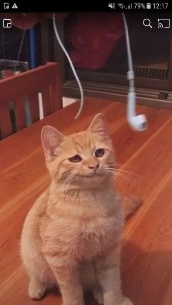 Meme mèo với gương mặt khinh bỉ hài hước