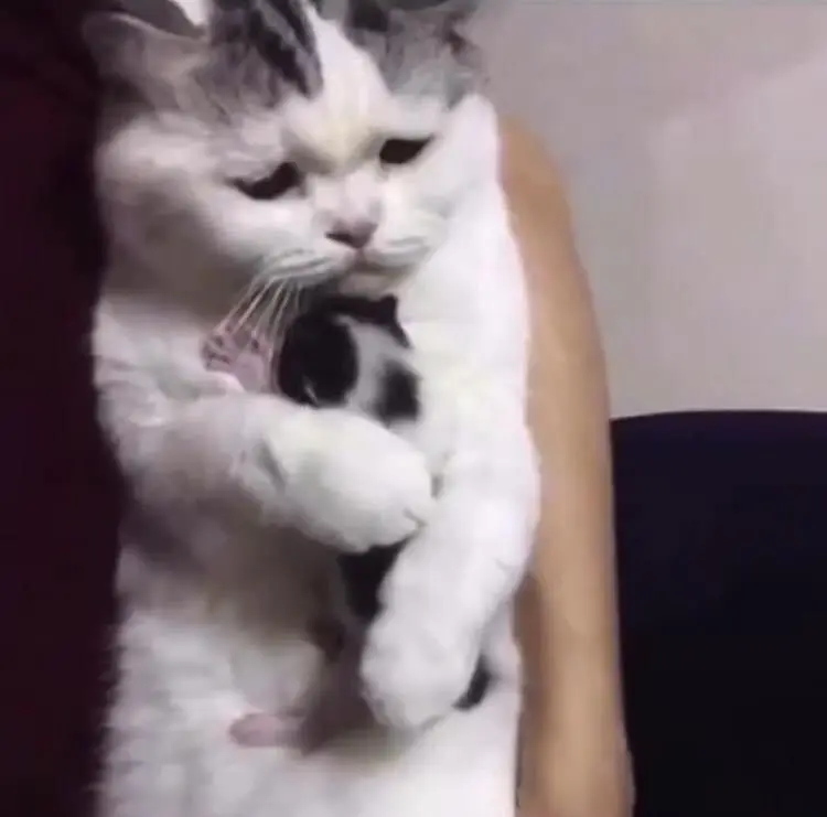 Meme ôm thể hiện tình cảm bạn bè