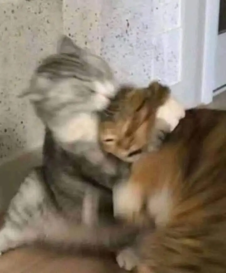 Meme ôm gửi đến người thân yêu