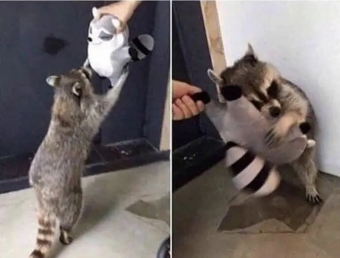 Meme ôm với biểu cảm ngộ nghĩnh