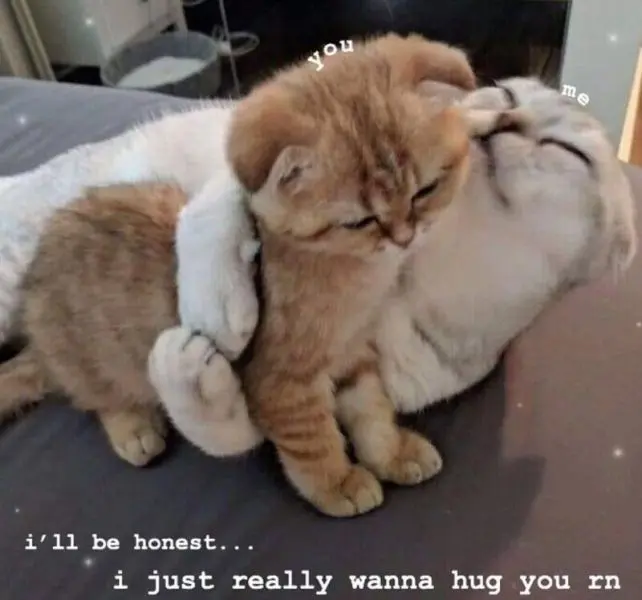 Meme ôm gửi đến người bạn thân xa cách
