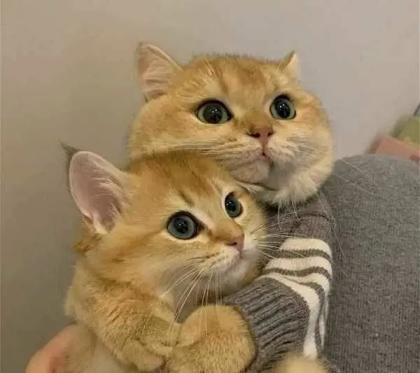 Meme ôm với hình ảnh dễ thương hài hước