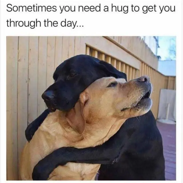 Meme ôm thích hợp để chia sẻ trên mạng xã hội