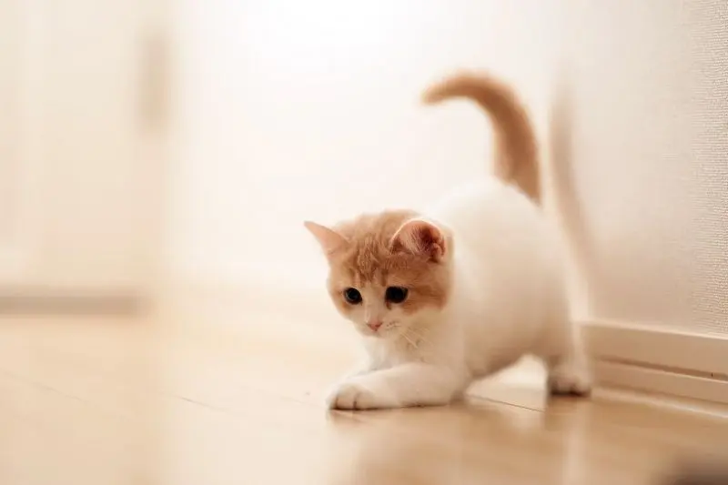 Avatar mèo cute, làm sáng bừng ngày mới của bạn. Avatar mèo cute, làm sáng bừng ngày mới của bạn.