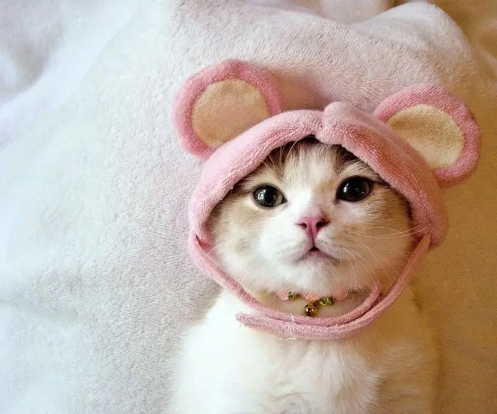 Hình ảnh avatar mèo cute, đáng yêu và ngọt ngào khó cưỡng. Hình ảnh avatar mèo cute, đáng yêu và ngọt ngào khó cưỡng.
