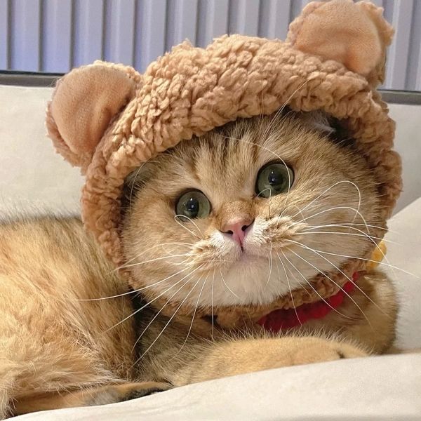 Avatar mèo cute, tạo sự gần gũi và vui vẻ mỗi ngày. Avatar mèo cute, tạo sự gần gũi và vui vẻ mỗi ngày.