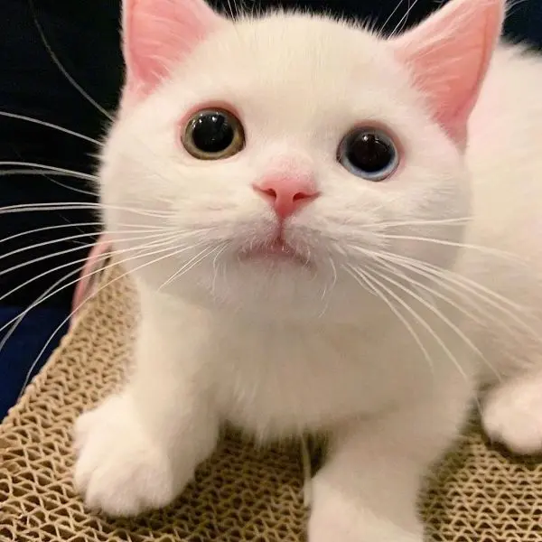 Avatar mèo cute, làm nổi bật trang cá nhân của bạn. Avatar mèo cute, làm nổi bật trang cá nhân của bạn.