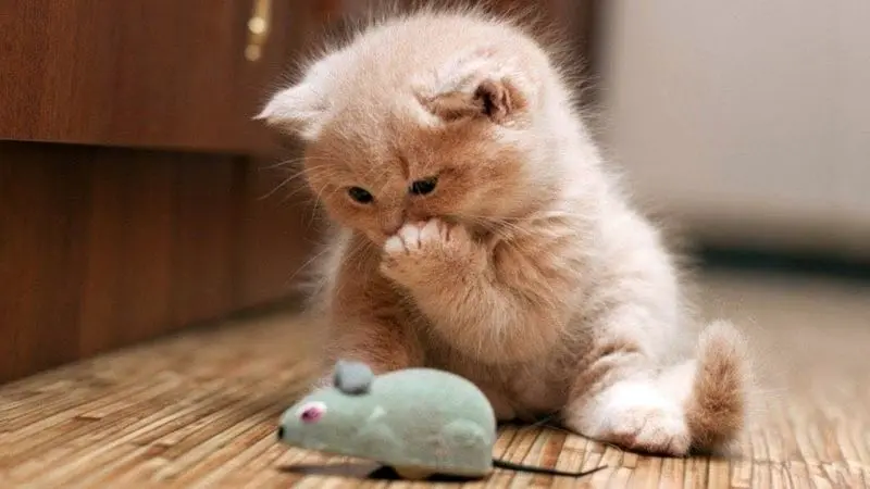 Hình ảnh avatar mèo cute, gợi lên cảm giác yên bình và hạnh phúc. Hình ảnh avatar mèo cute, gợi lên cảm giác yên bình và hạnh phúc.