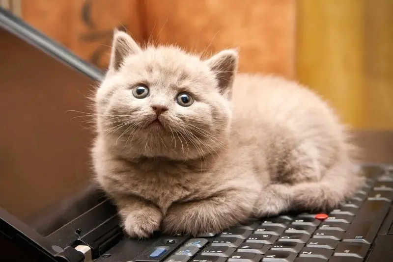 Avatar mèo cute, giúp bạn lan tỏa tình yêu động vật đến mọi người. Avatar mèo cute, giúp bạn lan tỏa tình yêu động vật đến mọi người.