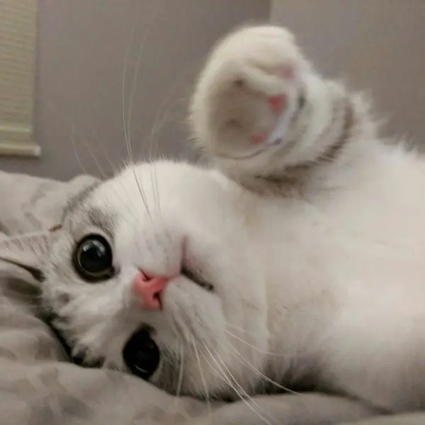 Avatar mèo cute, làm bừng sáng không gian mạng xã hội của bạn. Avatar mèo cute, làm bừng sáng không gian mạng xã hội của bạn.