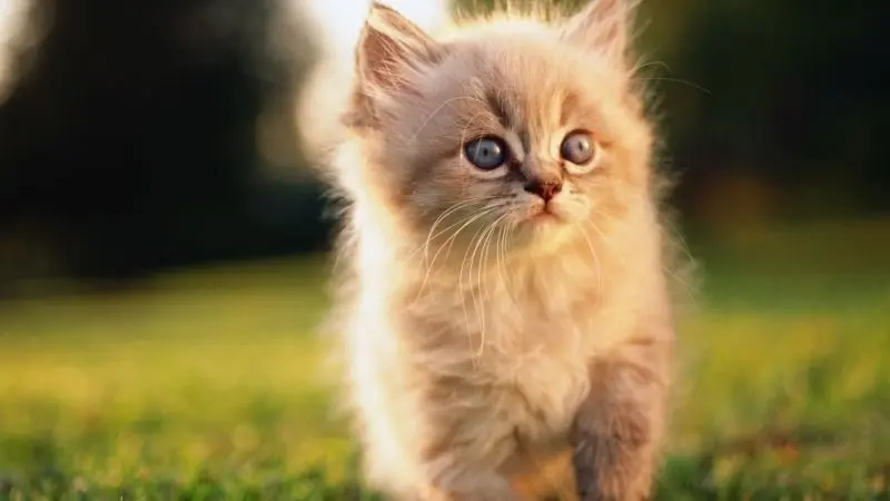 Avatar mèo cute, điểm nhấn nhẹ nhàng và đáng yêu. Avatar mèo cute, điểm nhấn nhẹ nhàng và đáng yêu.