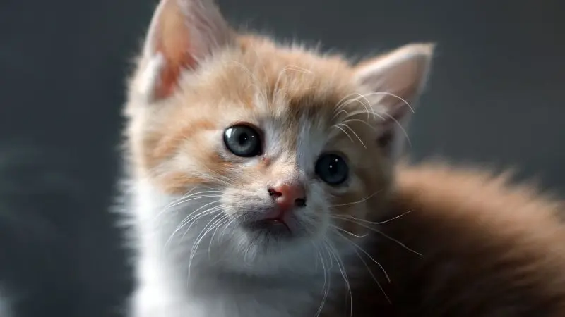 Tải ngay ảnh avatar mèo cute để làm mới hình đại diện. Tải ngay ảnh avatar mèo cute để làm mới hình đại diện.