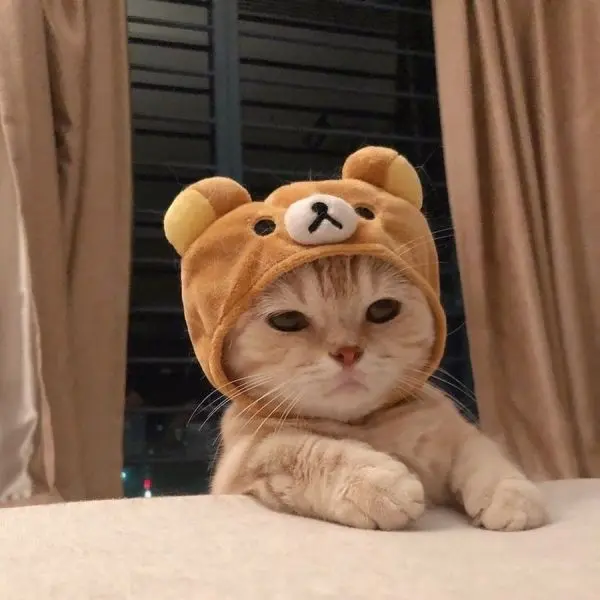 Ảnh avatar mèo cute, giúp bạn thêm phần nổi bật. Ảnh avatar mèo cute, giúp bạn thêm phần nổi bật.