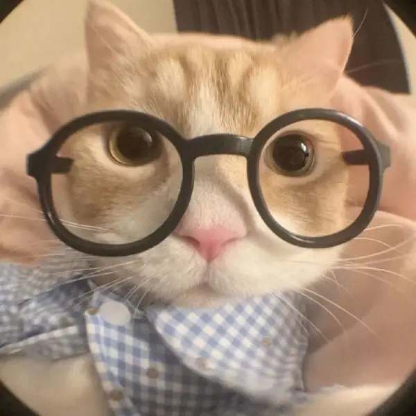 Hình ảnh avatar mèo cute, lan tỏa tình yêu thú cưng đến cộng đồng. Hình ảnh avatar mèo cute, lan tỏa tình yêu thú cưng đến cộng đồng.