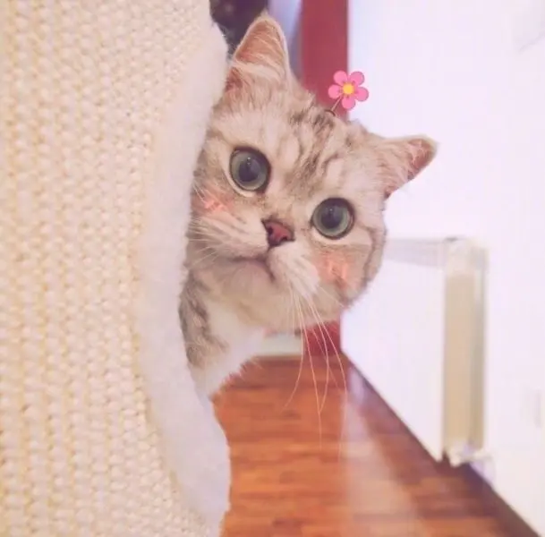 Ảnh avatar mèo cute, giúp bạn thể hiện phong cách riêng. Ảnh avatar mèo cute, giúp bạn thể hiện phong cách riêng.