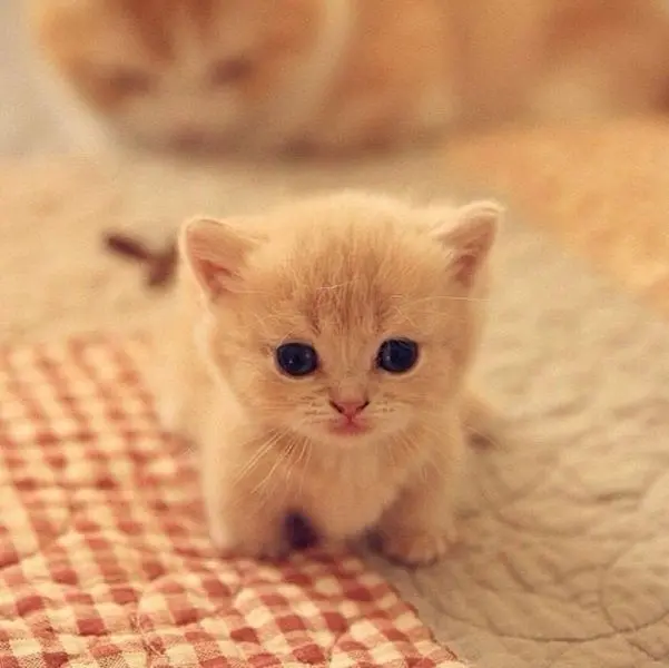 Avatar mèo cute, mang lại sự vui nhộn và dễ thương. Avatar mèo cute, mang lại sự vui nhộn và dễ thương.