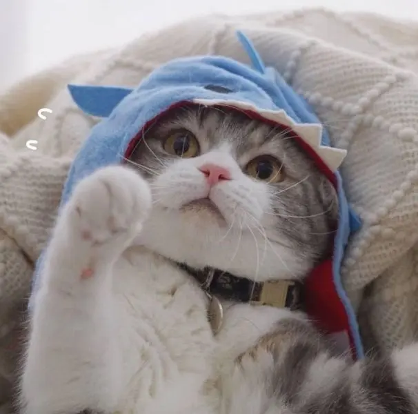 Ảnh avatar mèo cute dễ thương, tạo điểm nhấn cho trang cá nhân. Ảnh avatar mèo cute dễ thương, tạo điểm nhấn cho trang cá nhân.