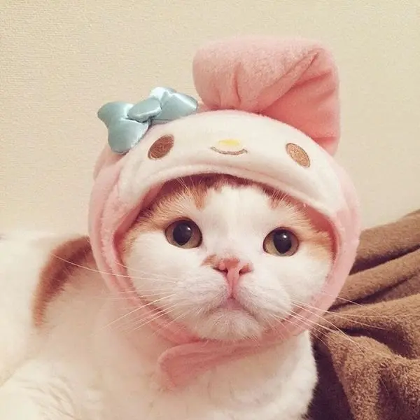 Avatar mèo cute, mang lại cảm giác ấm áp và thân thuộc. Avatar mèo cute, mang lại cảm giác ấm áp và thân thuộc.