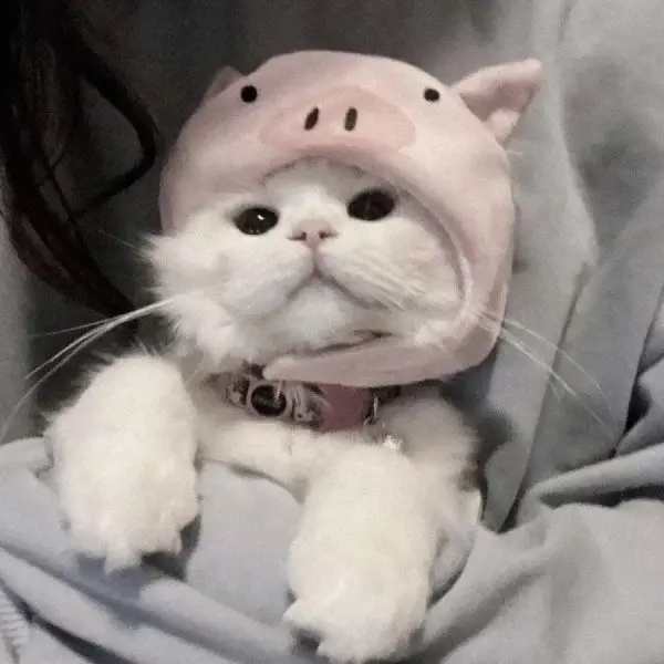 Ảnh avatar mèo cute, giúp bạn kết nối với cộng đồng yêu động vật. Ảnh avatar mèo cute, giúp bạn kết nối với cộng đồng yêu động vật.