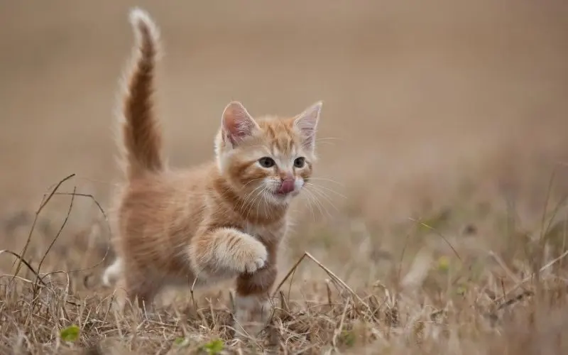 Ảnh avatar mèo cute, biểu tượng của sự dễ thương và năng động. Ảnh avatar mèo cute, biểu tượng của sự dễ thương và năng động.