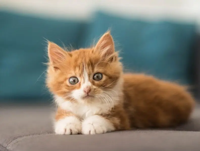 Tải ngay avatar mèo cute để khoe tình yêu với mèo cưng. Tải ngay avatar mèo cute để khoe tình yêu với mèo cưng.