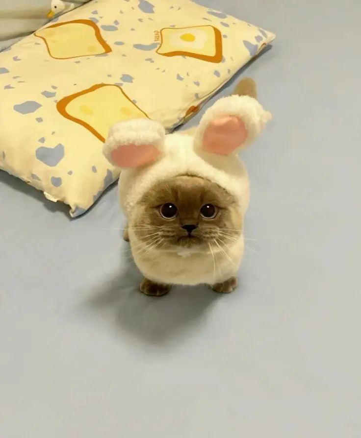 Hình ảnh mèo cute với biểu cảm ngộ nghĩnh, thu hút mọi ánh nhìn.