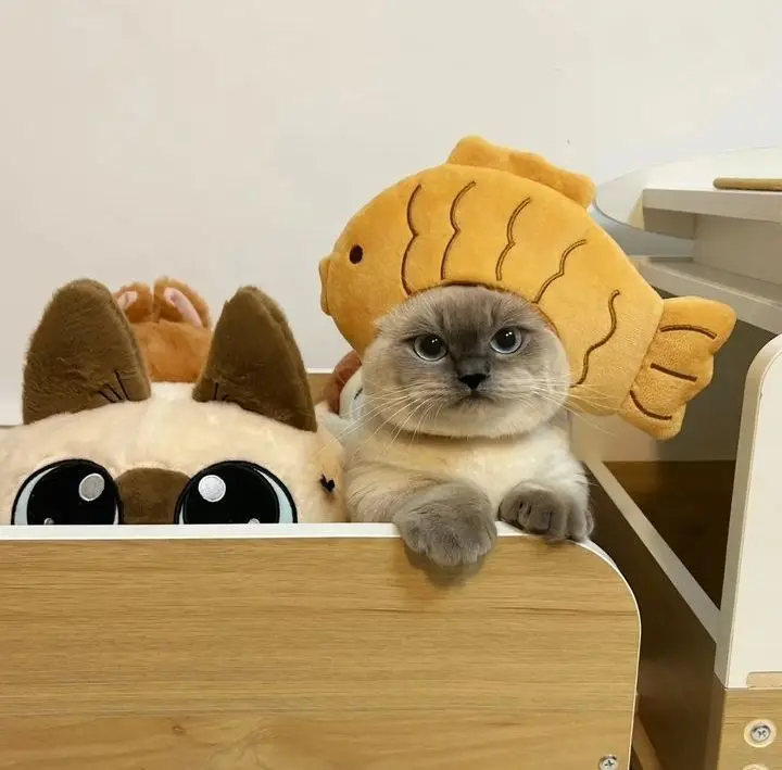 Avatar mèo ngộ nghĩnh, siêu đáng yêu và độc đáo.