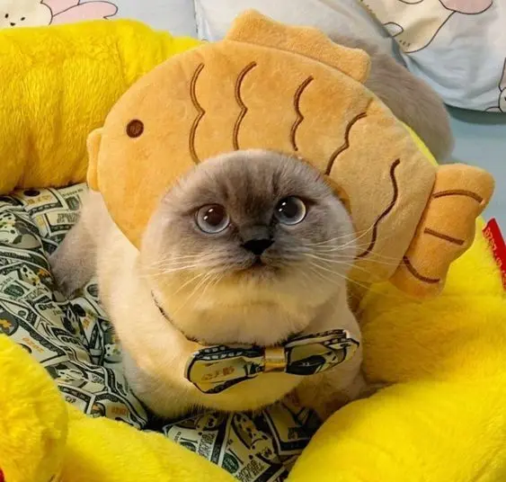 Avatar mèo ngộ nghĩnh cùng đôi mắt to tròn, làm tan chảy trái tim.