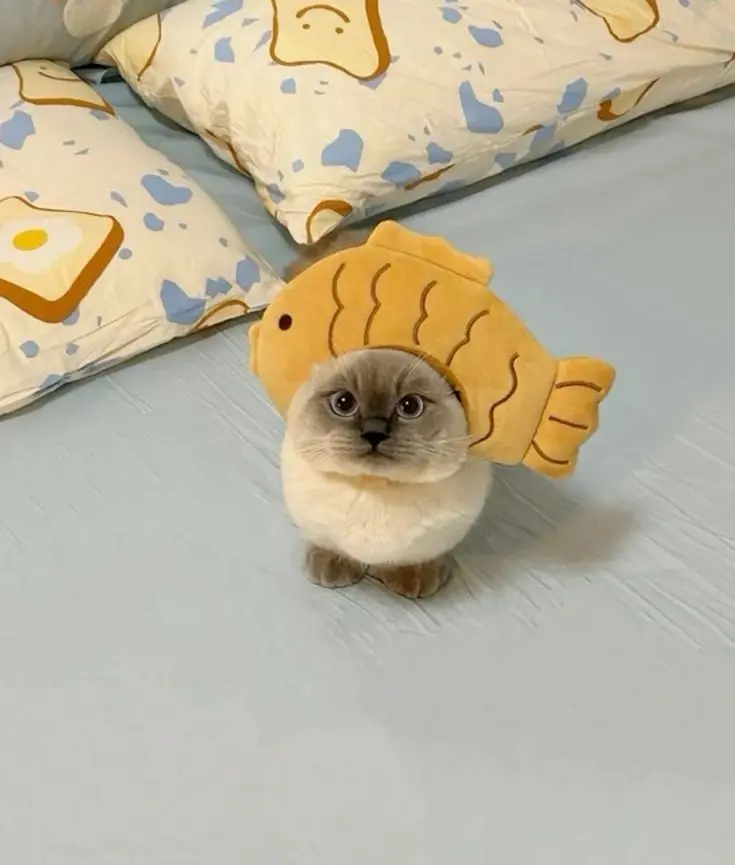 Hình ảnh mèo cute với bộ lông mềm mượt, thật dễ thương.