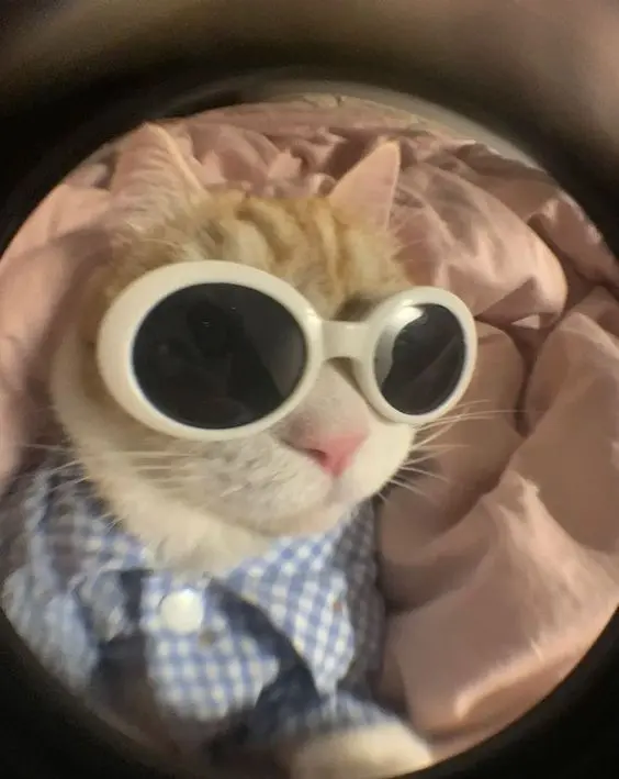 Hình ảnh mèo ngộ nghĩnh đang chơi đùa, đầy sinh động.