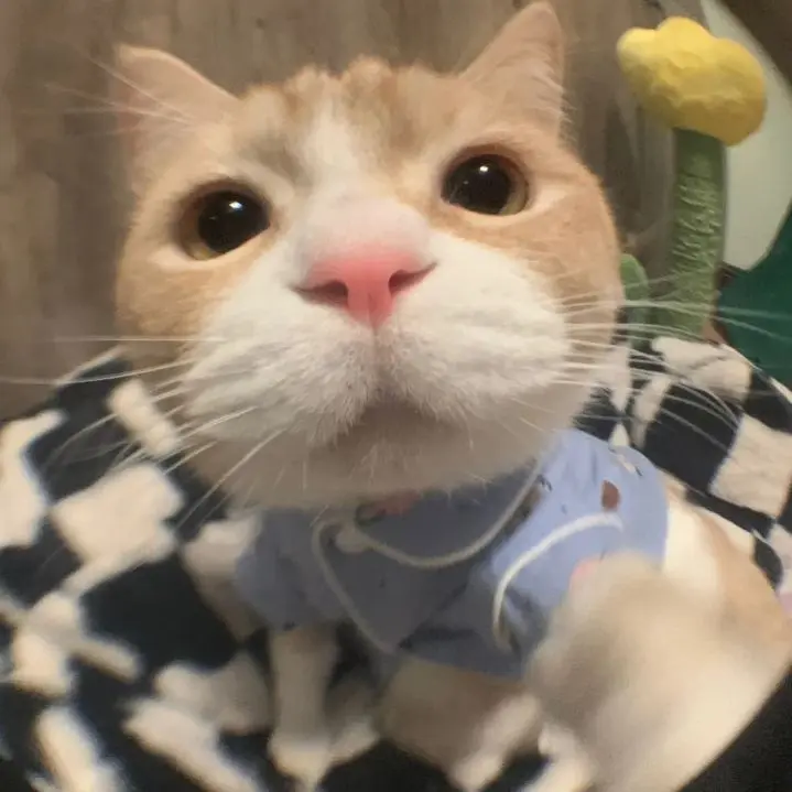 Avatar mèo ngộ nghĩnh phù hợp để làm hình đại diện đáng yêu.