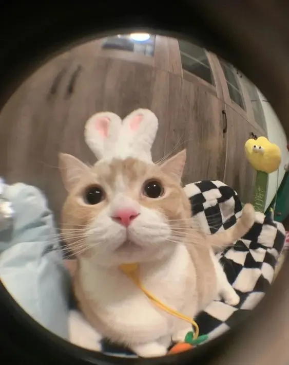 Hình ảnh mèo ngộ nghĩnh trong không gian đầy sắc màu.