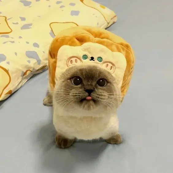 Avatar mèo cute với biểu cảm nhăn nhó, hài hước và lôi cuốn.