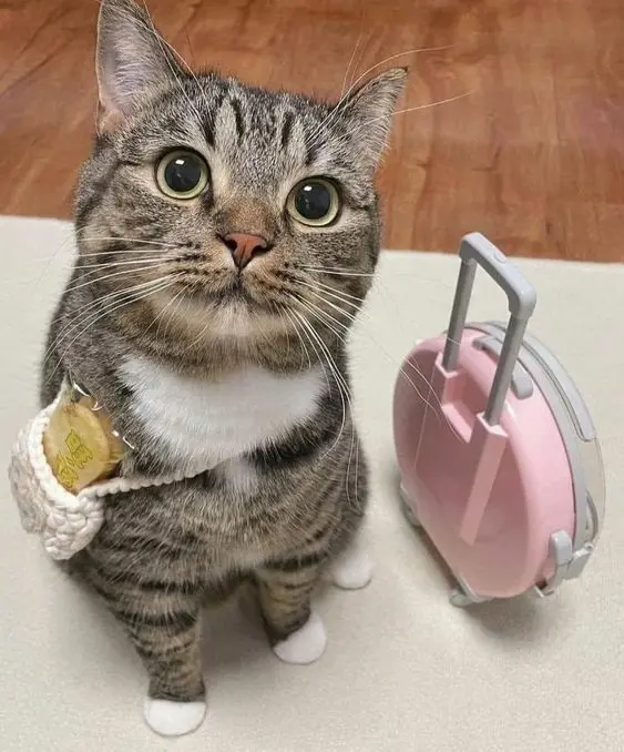 Hình ảnh mèo ngộ nghĩnh trong khung cảnh lễ hội, thật vui nhộn.