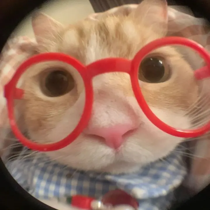 Hình ảnh mèo cute cầm chiếc cốc nhỏ, ngộ nghĩnh và tinh nghịch.