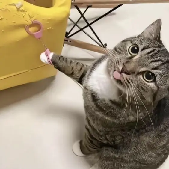 Avatar mèo ngộ nghĩnh với phong cách hiện đại, cực kỳ đáng yêu.