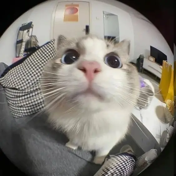 Hình ảnh mèo ngộ nghĩnh đang nằm ngủ, yên bình và dễ thương.