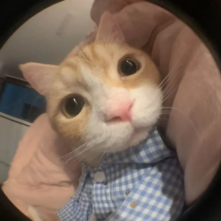 Avatar mèo ngộ nghĩnh phù hợp cho fan của những chú mèo đáng yêu.