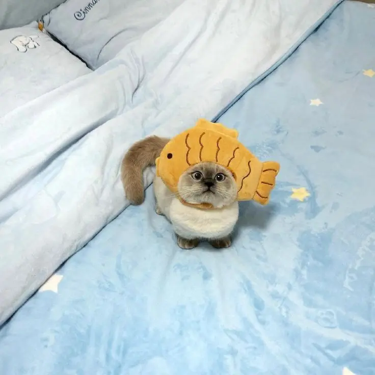 Hình ảnh mèo ngộ nghĩnh bên cạnh quả bóng nhỏ, trông thật tinh nghịch.