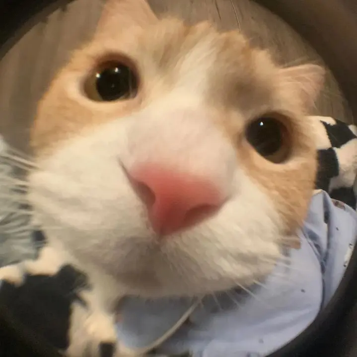 Avatar mèo cute trong khung cảnh mùa đông, đầy sự ấm áp.