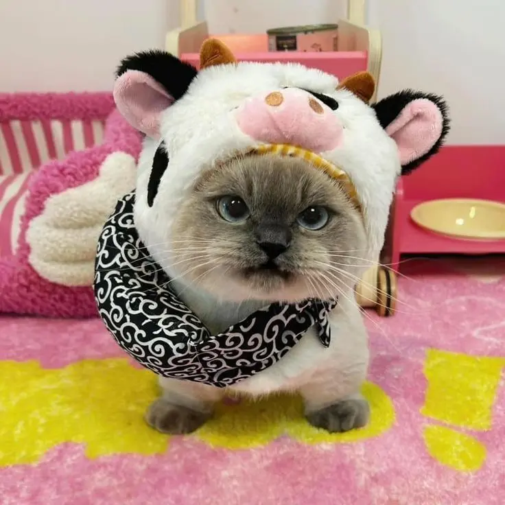 Avatar mèo ngộ nghĩnh trong trang phục cổ tích, thật bất ngờ.