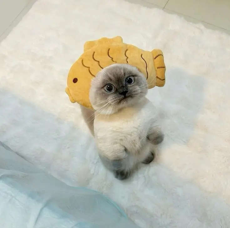 Hình ảnh mèo cute cùng với chiếc mũ nhỏ, cực kỳ hài hước.