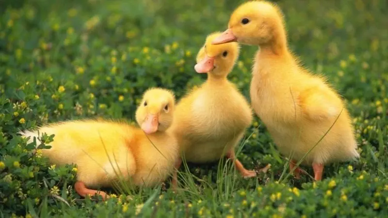 Avatar vịt vàng cute giúp trang cá nhân thêm phần dễ thương Avatar vịt vàng cute giúp trang cá nhân thêm phần dễ thương