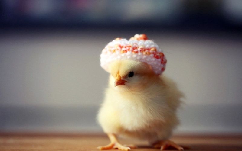 Làm nổi bật hình ảnh cá nhân với avatar vịt vàng cute siêu đáng yêu Làm nổi bật hình ảnh cá nhân với avatar vịt vàng cute siêu đáng yêu