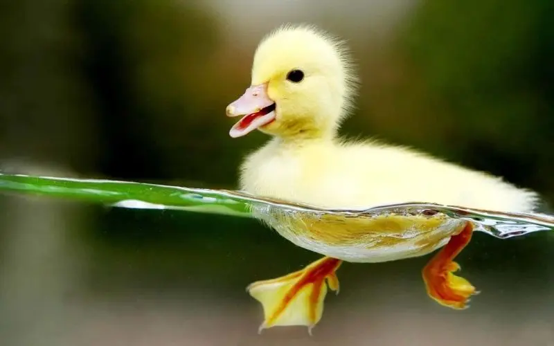 Chọn avatar vịt vàng cute để thể hiện cá tính riêng Chọn avatar vịt vàng cute để thể hiện cá tính riêng
