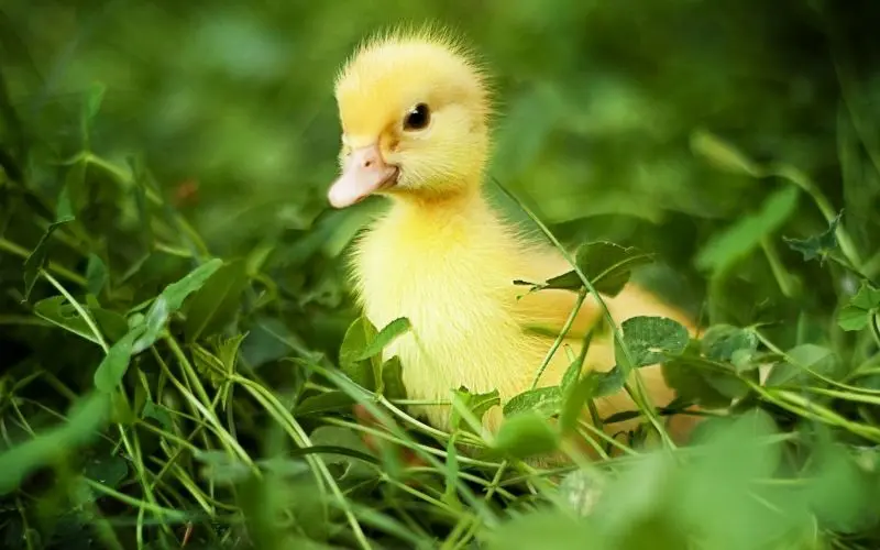 Avatar vịt vàng cute giúp bạn tỏa sáng trên mọi nền tảng Avatar vịt vàng cute giúp bạn tỏa sáng trên mọi nền tảng
