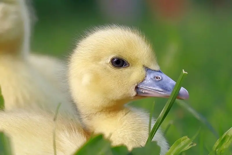 Độc đáo hơn với avatar vịt vàng cute đầy sáng tạo Độc đáo hơn với avatar vịt vàng cute đầy sáng tạo