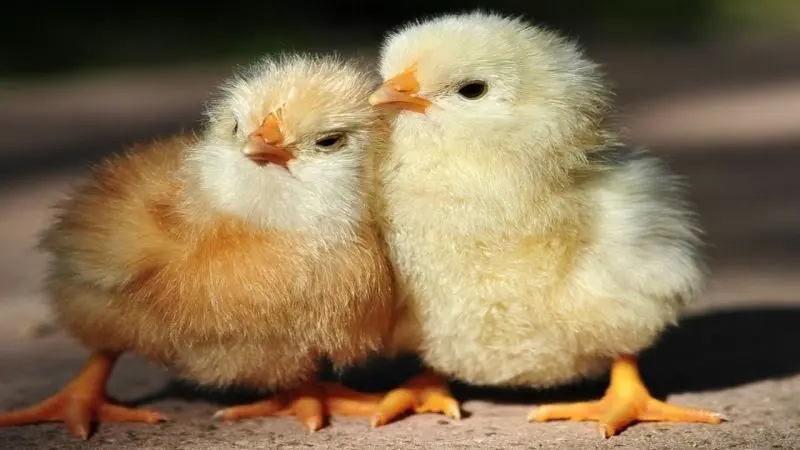 Tăng sự nổi bật với avatar vịt vàng cute phong cách riêng Tăng sự nổi bật với avatar vịt vàng cute phong cách riêng