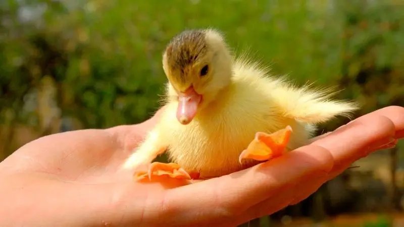 Thể hiện sự đáng yêu qua avatar vịt vàng cute mỗi ngày Thể hiện sự đáng yêu qua avatar vịt vàng cute mỗi ngày